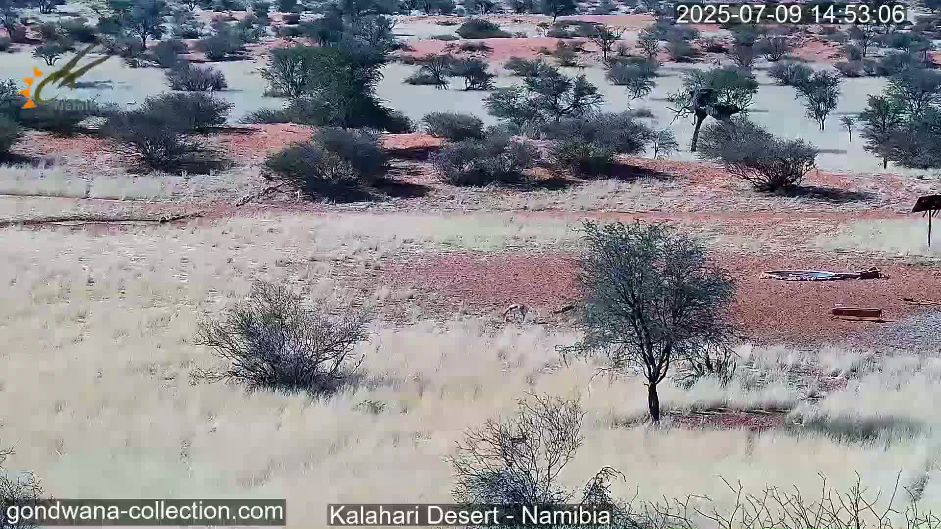 Natural Life in the Kalahari Desert (Gondwana Kalahari Park)  Live Cam - Mariental, Hardap, Namibia