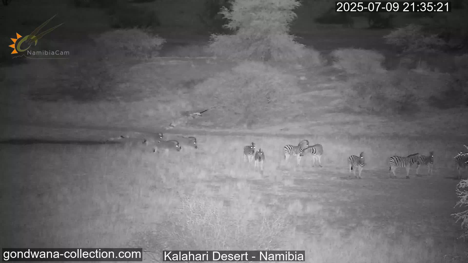 Natural Life in the Kalahari Desert (Gondwana Kalahari Park)  Live Cam - Mariental, Hardap, Namibia