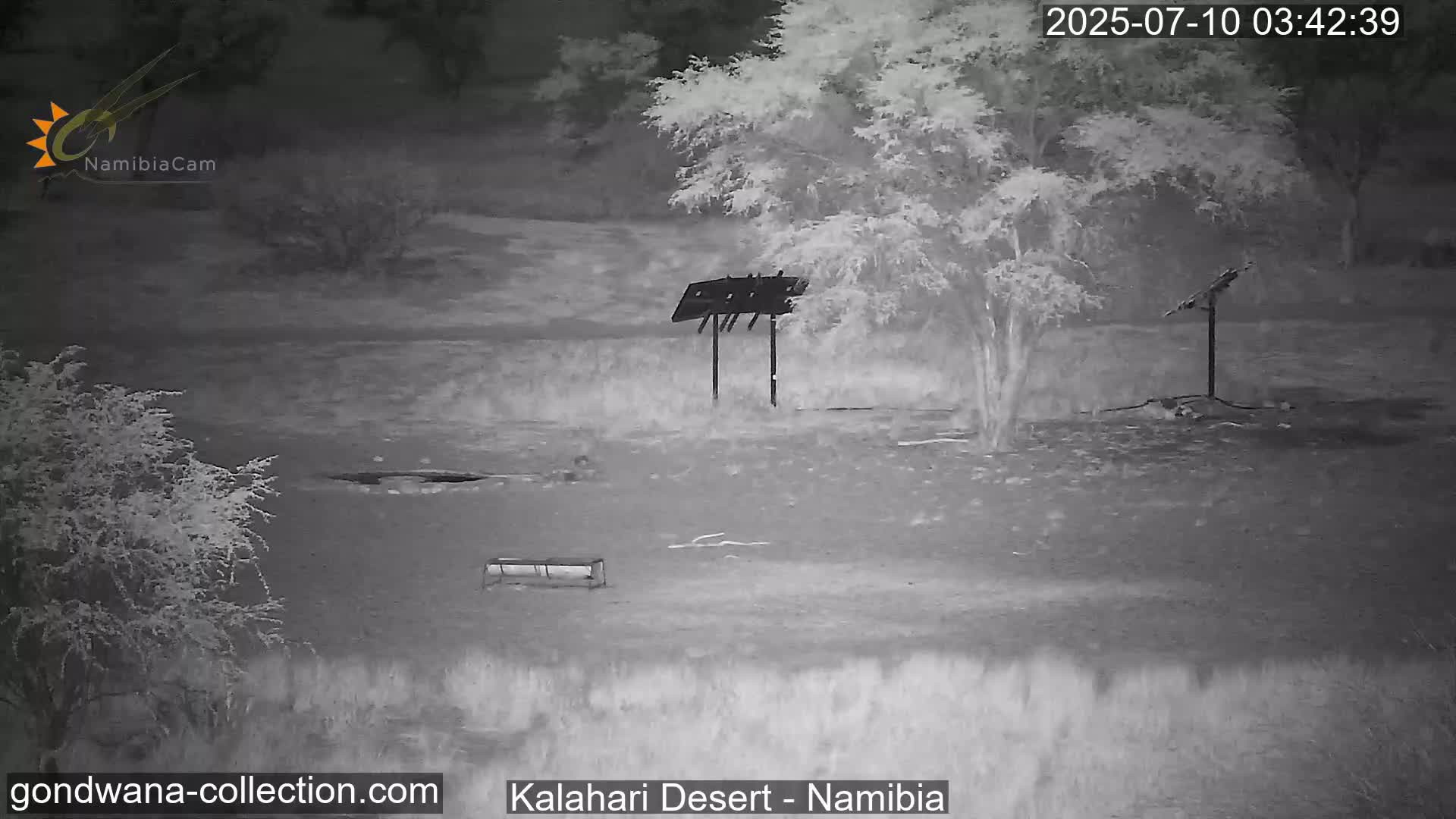 Natural Life in the Kalahari Desert (Gondwana Kalahari Park)  Live Cam - Mariental, Hardap, Namibia