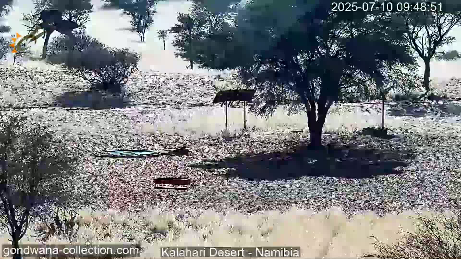 A sunny, dry desert landscape with sparse vegetation, a large tree casting a shadow, and a small water source.