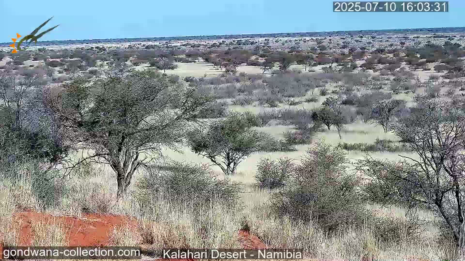 Natural Life in the Kalahari Desert (Gondwana Kalahari Park)  Live Cam - Mariental, Hardap, Namibia