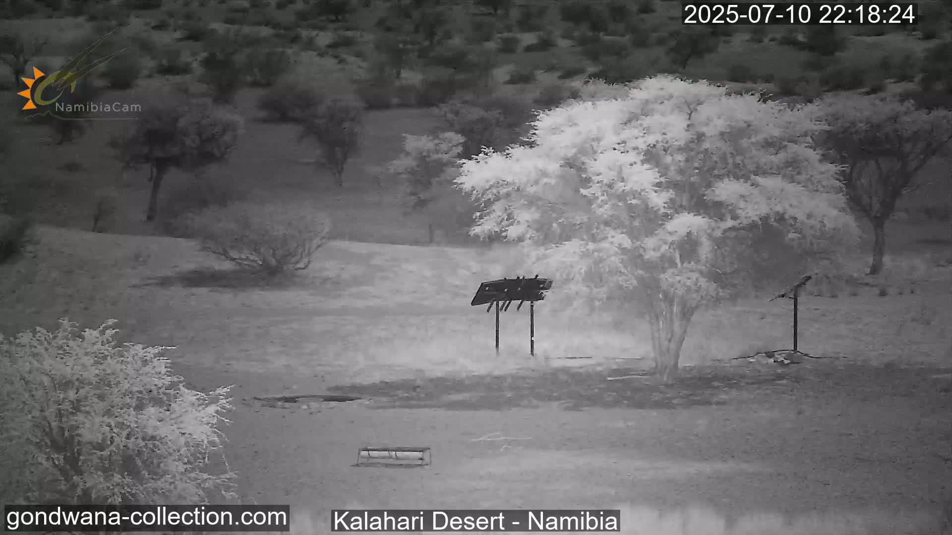 Natural Life in the Kalahari Desert (Gondwana Kalahari Park)  Live Cam - Mariental, Hardap, Namibia