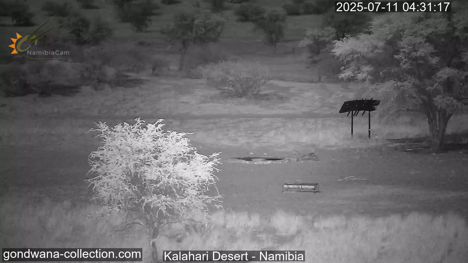 Natural Life in the Kalahari Desert (Gondwana Kalahari Park)  Live Cam - Mariental, Hardap, Namibia