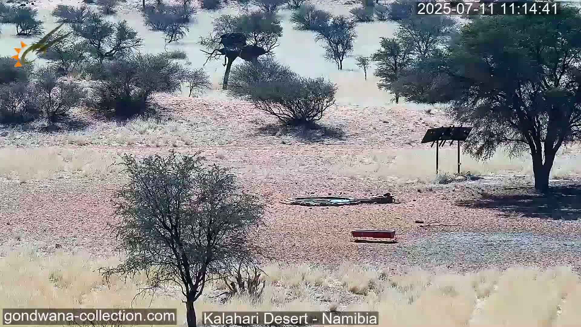Natural Life in the Kalahari Desert (Gondwana Kalahari Park)  Live Cam - Mariental, Hardap, Namibia