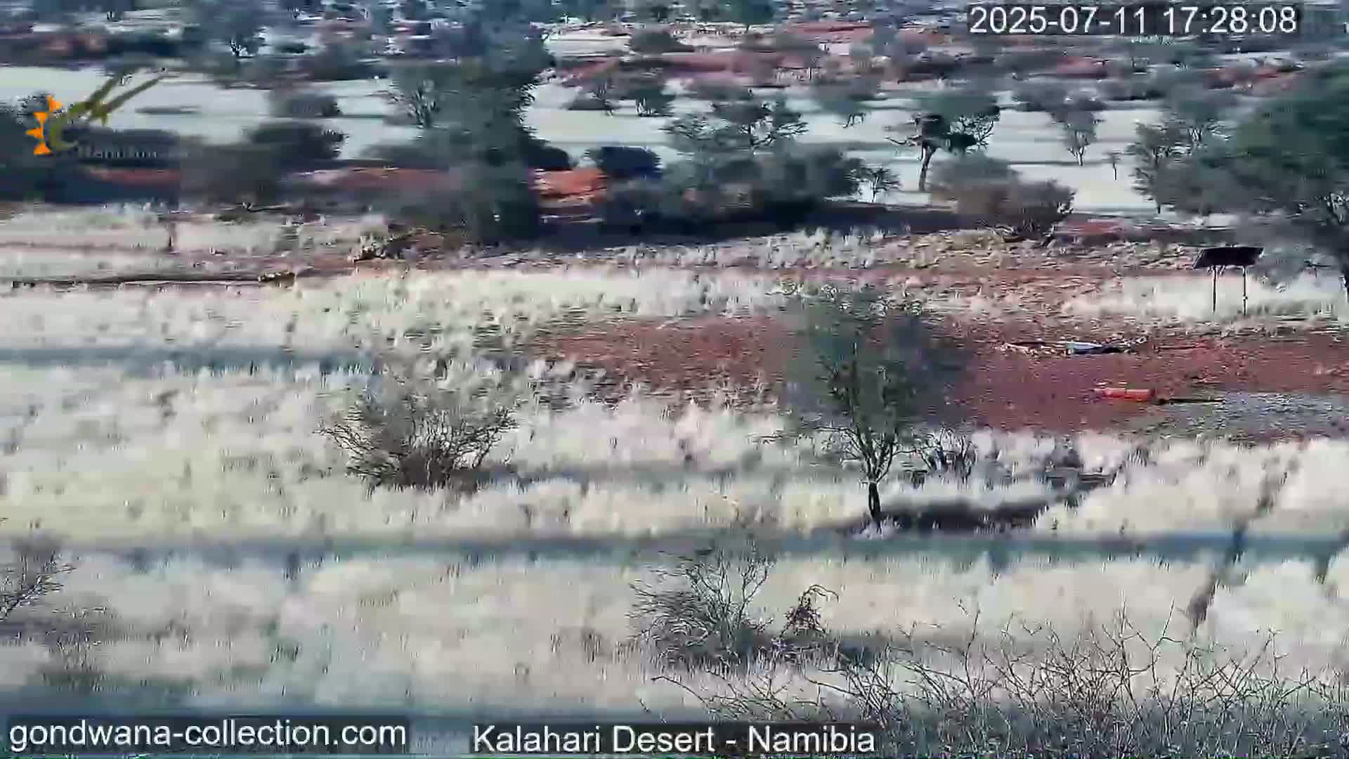 Natural Life in the Kalahari Desert (Gondwana Kalahari Park)  Live Cam - Mariental, Hardap, Namibia