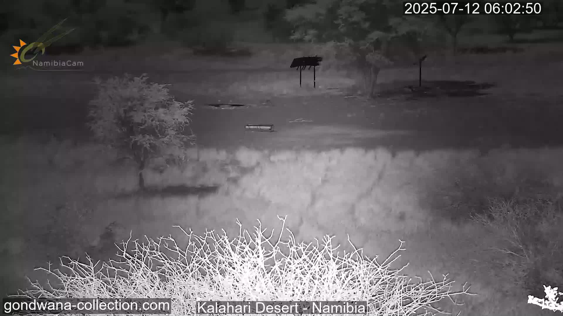 Natural Life in the Kalahari Desert (Gondwana Kalahari Park)  Live Cam - Mariental, Hardap, Namibia