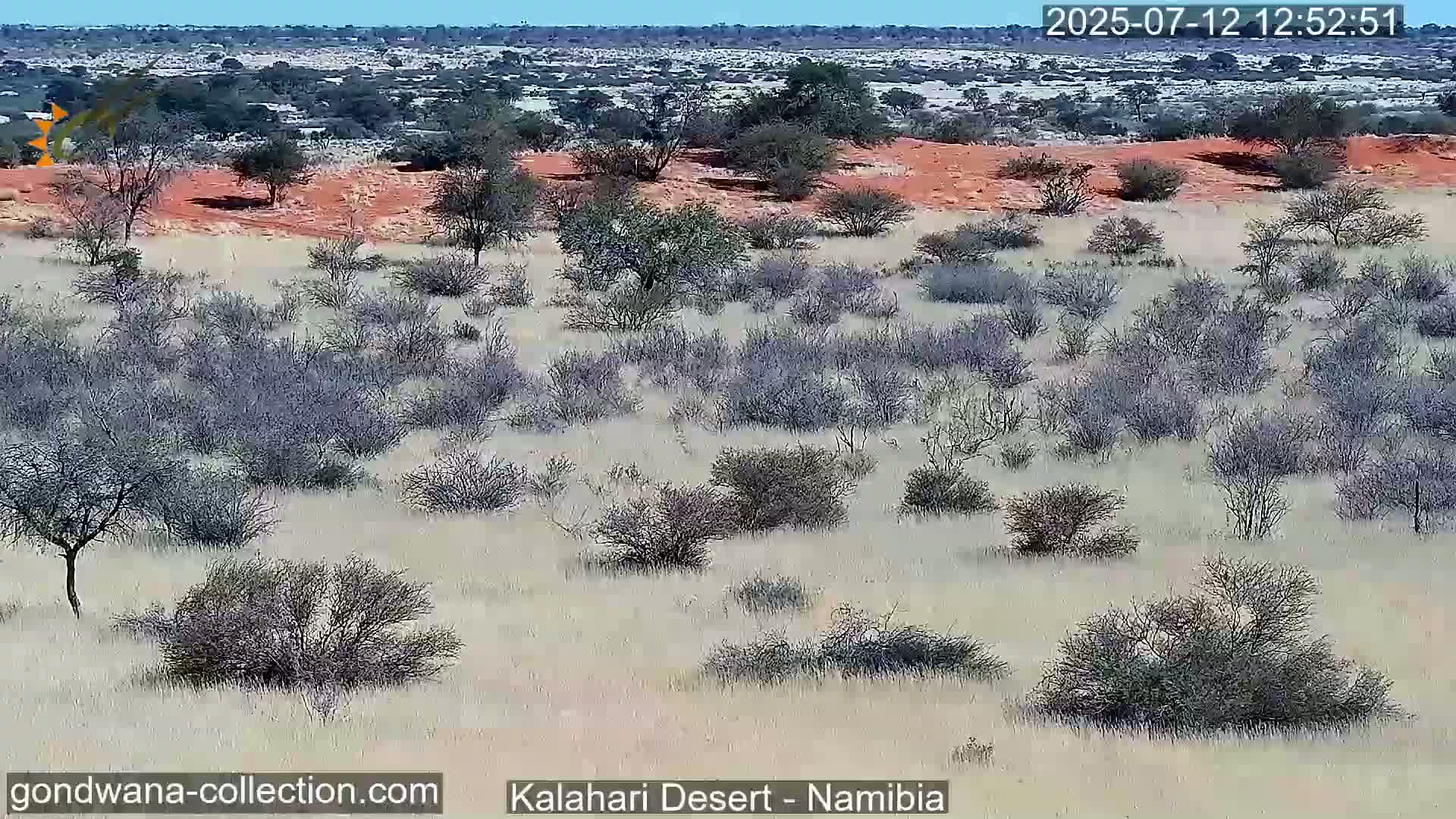 Natural Life in the Kalahari Desert (Gondwana Kalahari Park)  Live Cam - Mariental, Hardap, Namibia