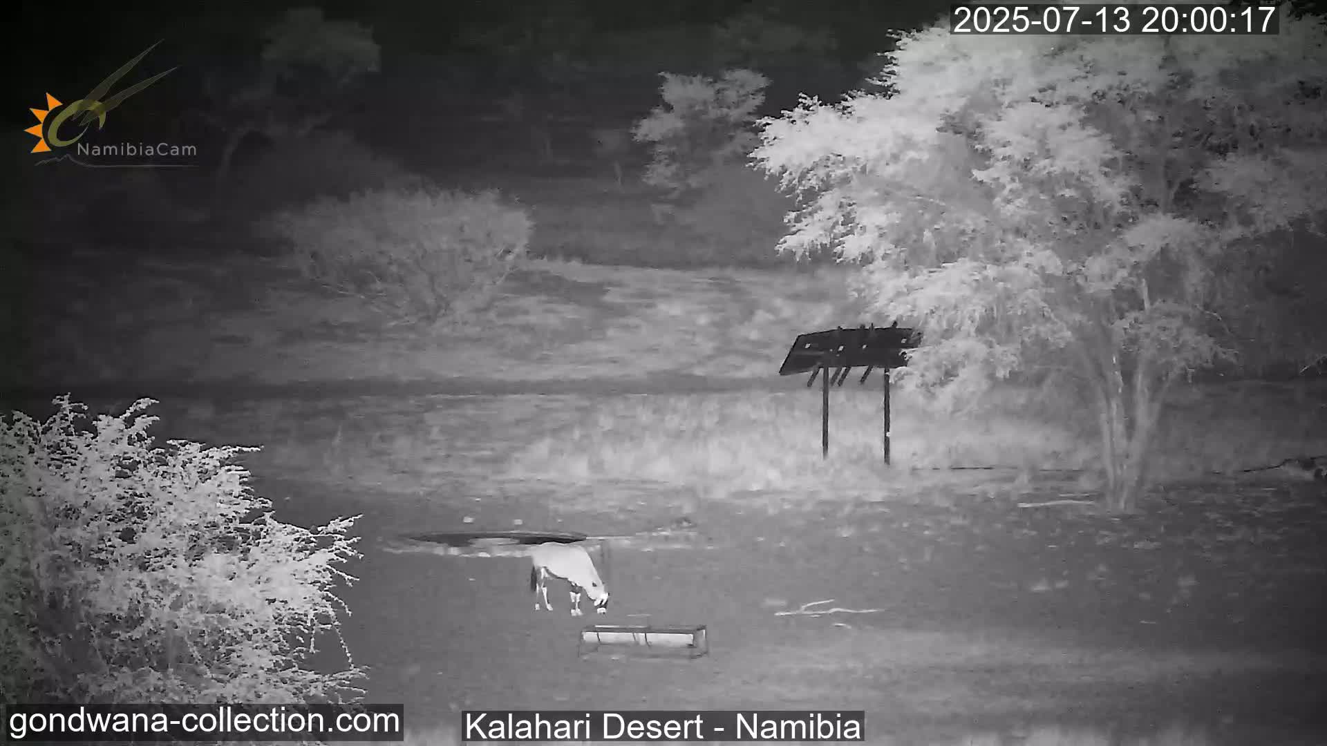 Natural Life in the Kalahari Desert (Gondwana Kalahari Park)  Live Cam - Mariental, Hardap, Namibia