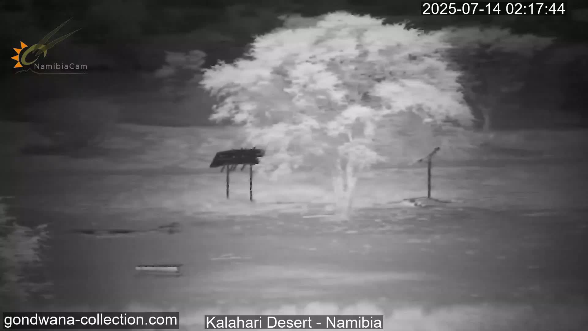 Natural Life in the Kalahari Desert (Gondwana Kalahari Park)  Live Cam - Mariental, Hardap, Namibia