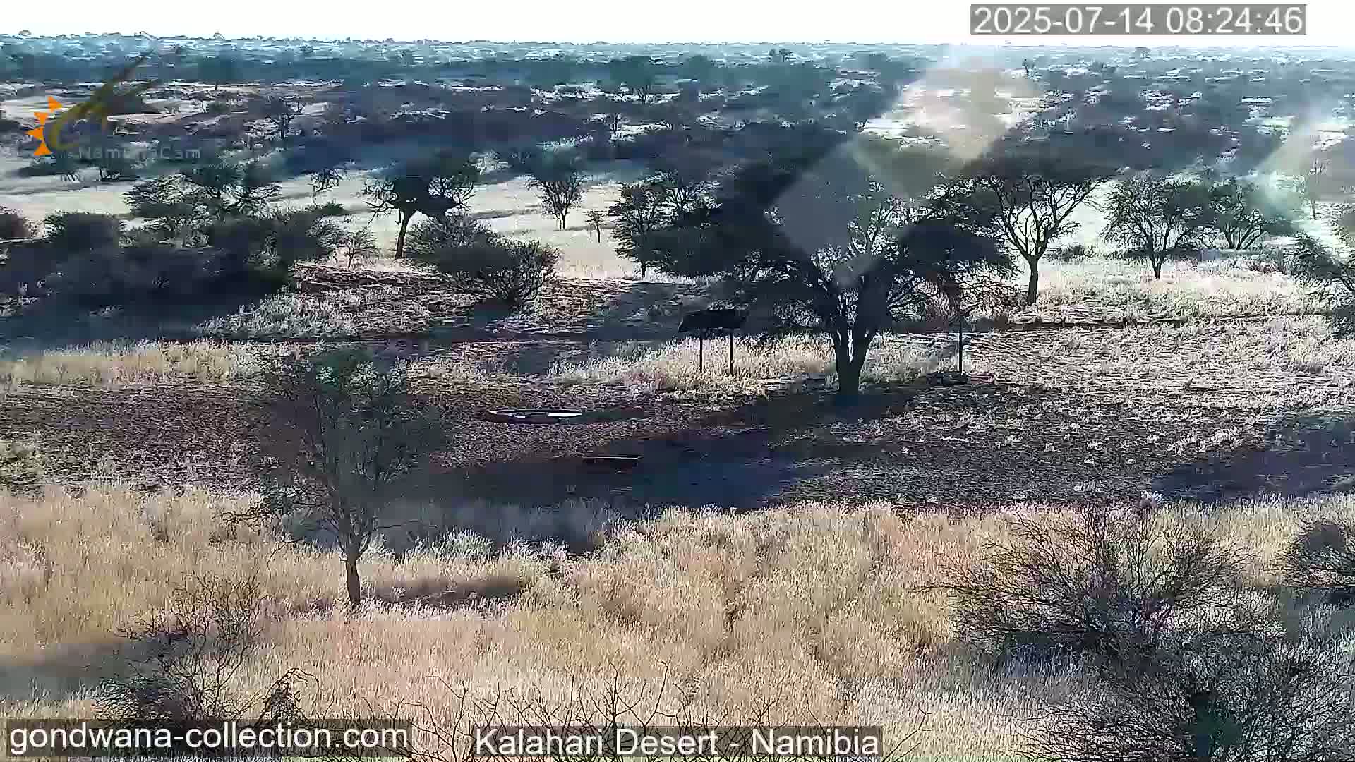Natural Life in the Kalahari Desert (Gondwana Kalahari Park)  Live Cam - Mariental, Hardap, Namibia