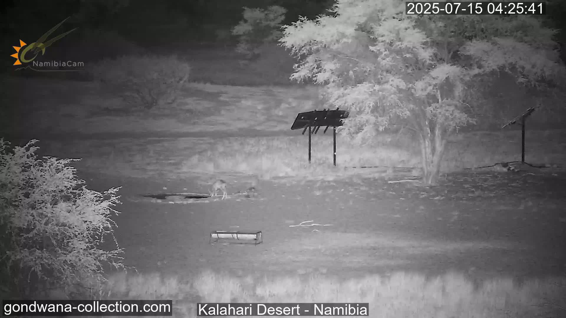 Natural Life in the Kalahari Desert (Gondwana Kalahari Park)  Live Cam - Mariental, Hardap, Namibia