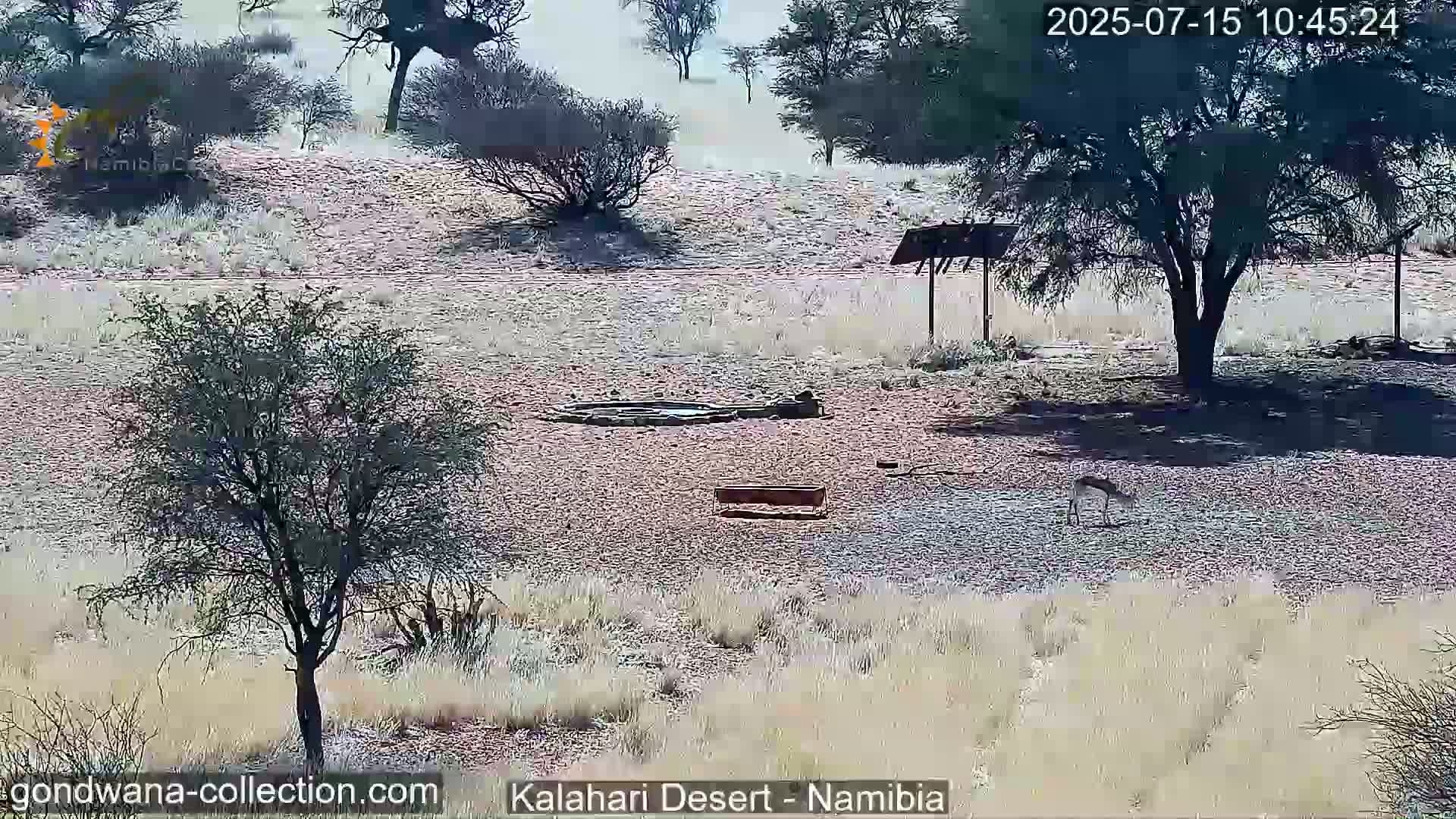 Natural Life in the Kalahari Desert (Gondwana Kalahari Park)  Live Cam - Mariental, Hardap, Namibia