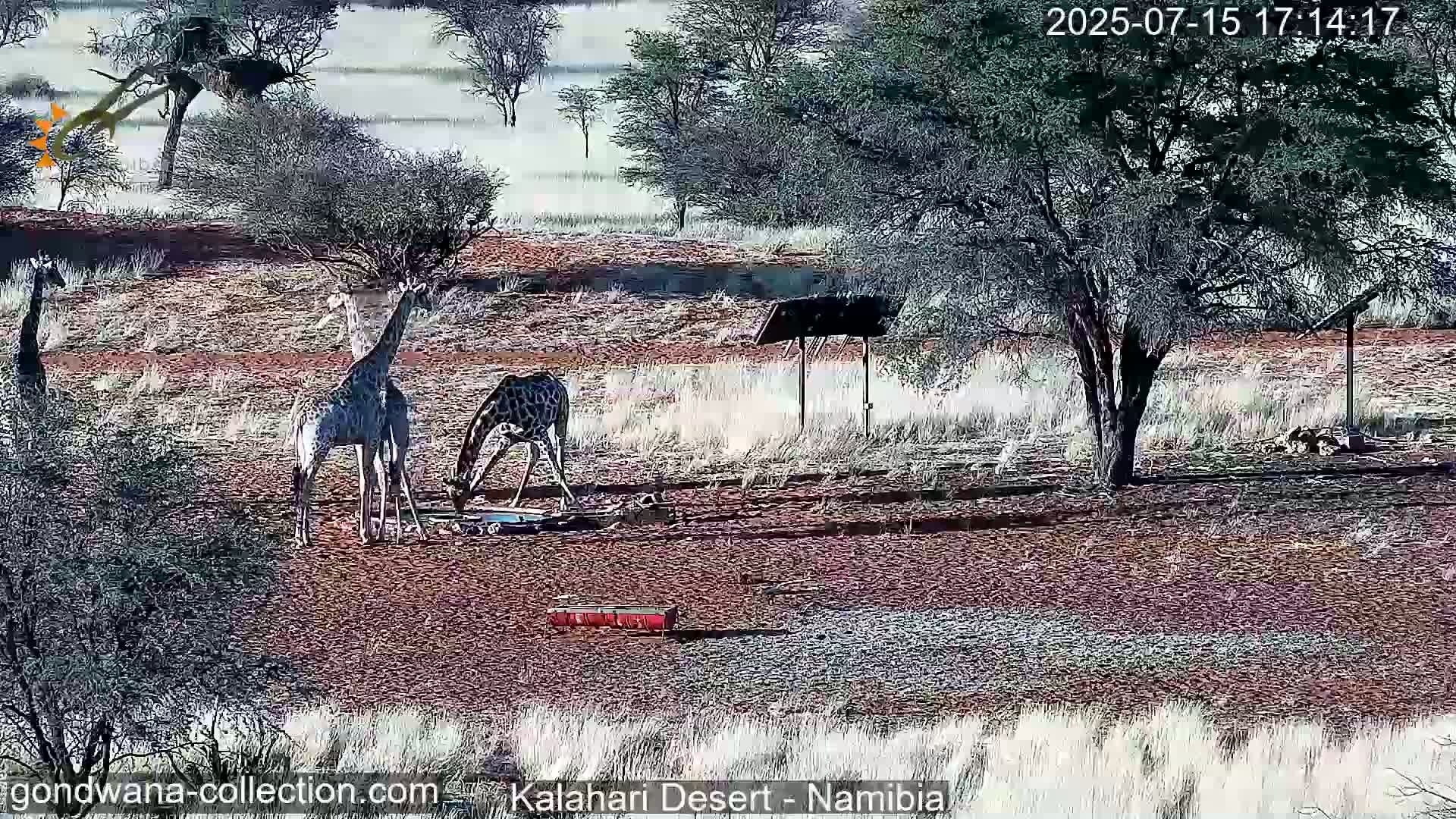 Natural Life in the Kalahari Desert (Gondwana Kalahari Park)  Live Cam - Mariental, Hardap, Namibia