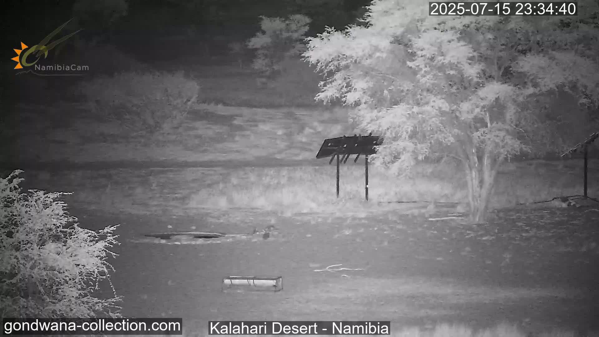 Natural Life in the Kalahari Desert (Gondwana Kalahari Park)  Live Cam - Mariental, Hardap, Namibia