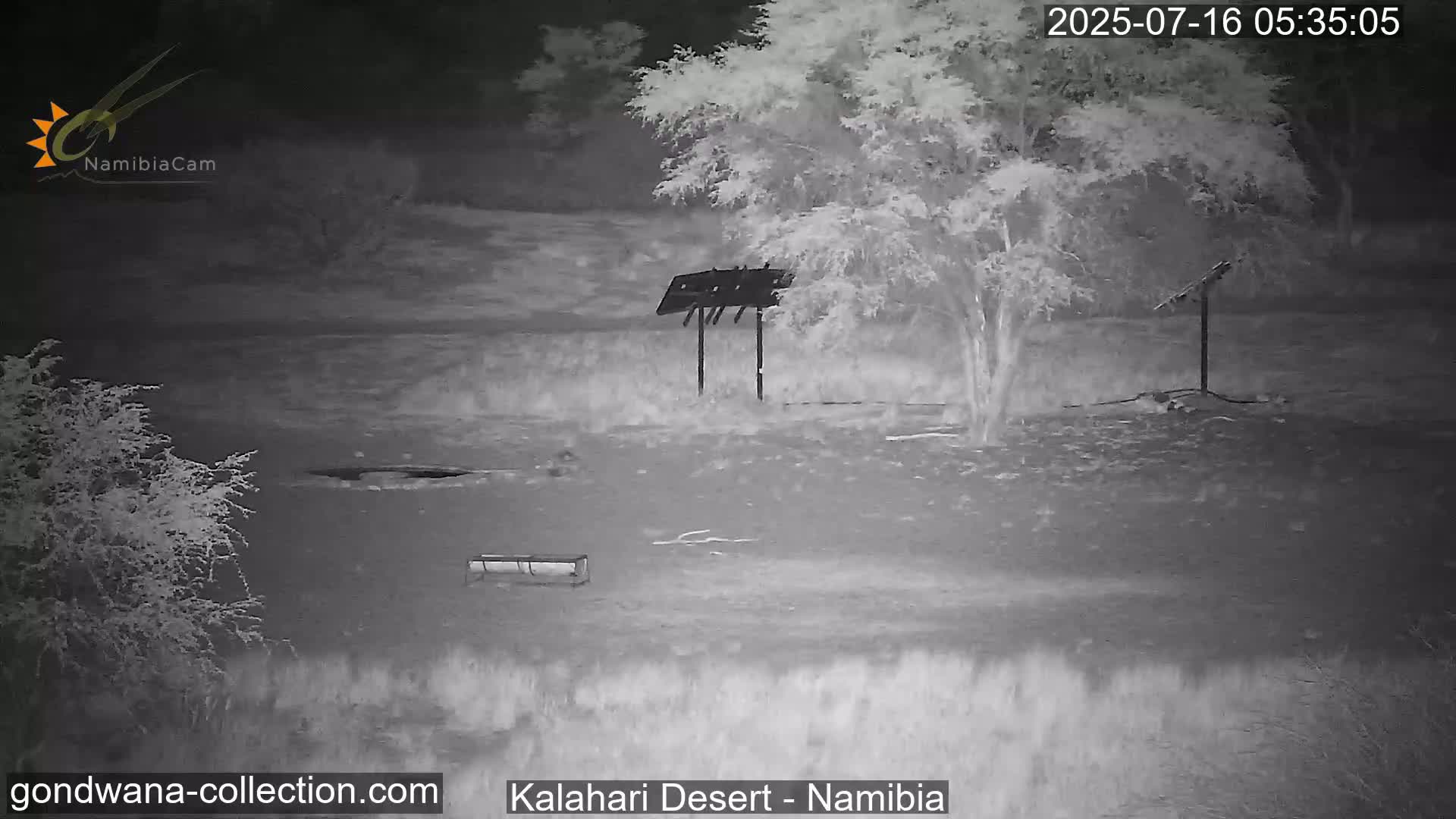 Natural Life in the Kalahari Desert (Gondwana Kalahari Park)  Live Cam - Mariental, Hardap, Namibia
