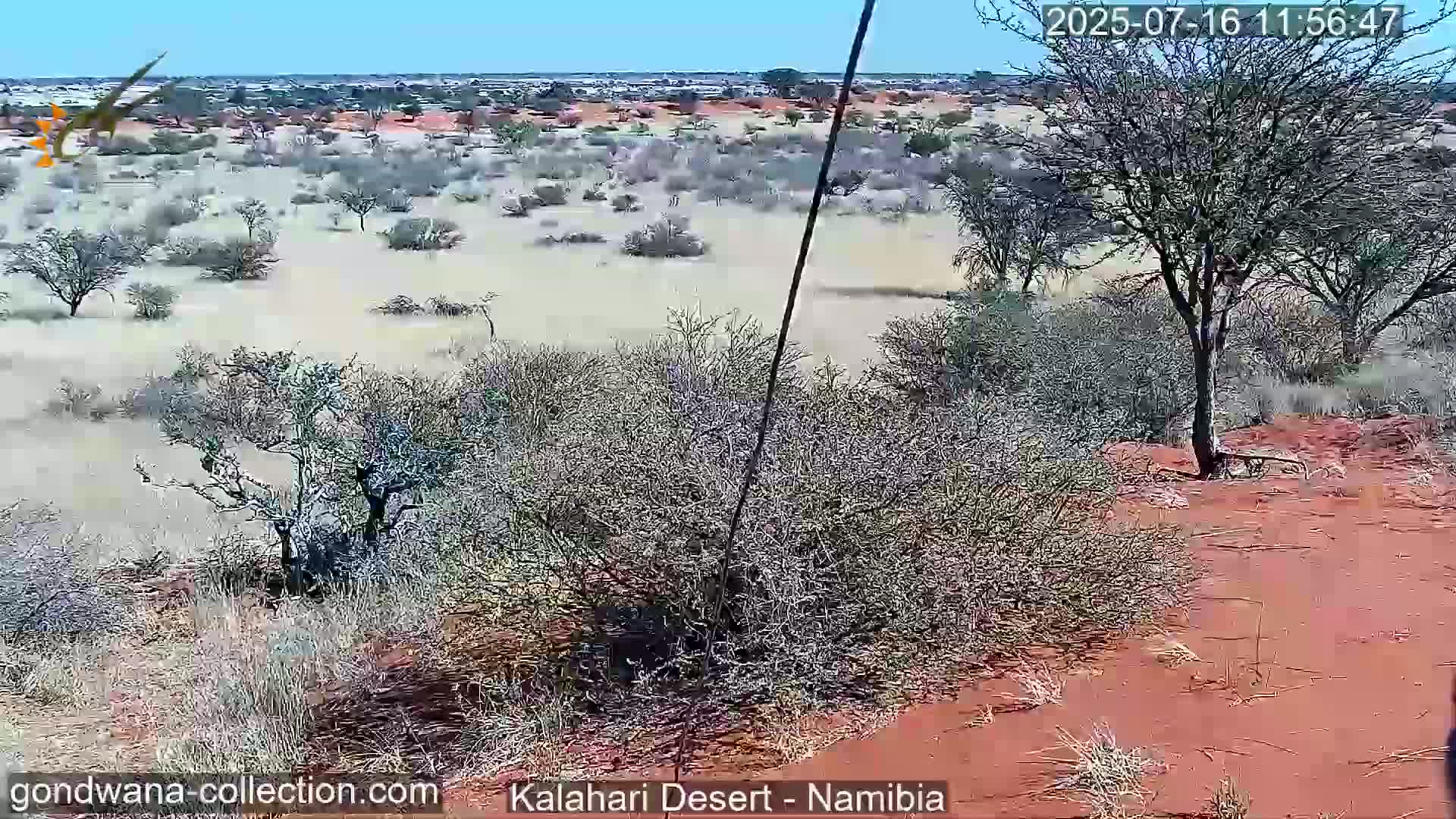 Natural Life in the Kalahari Desert (Gondwana Kalahari Park)  Live Cam - Mariental, Hardap, Namibia