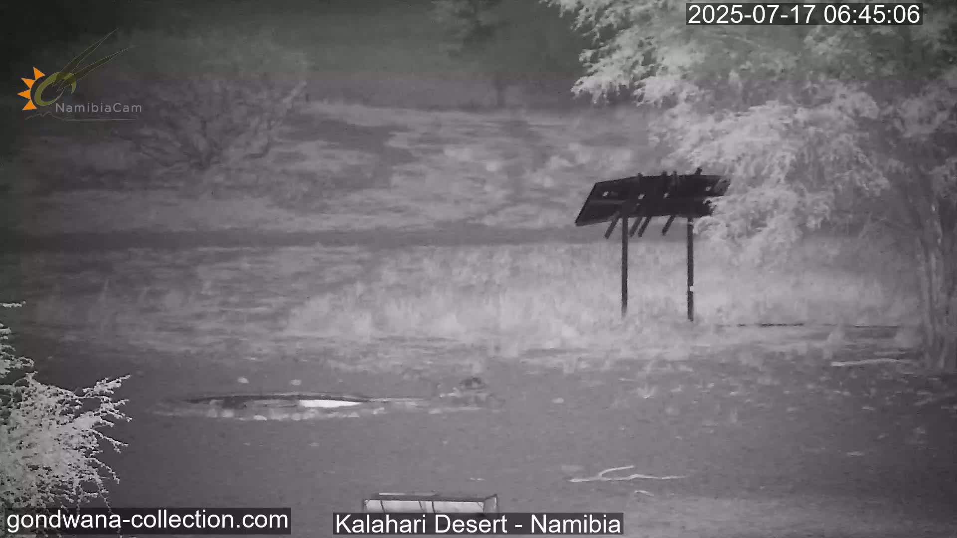Natural Life in the Kalahari Desert (Gondwana Kalahari Park)  Live Cam - Mariental, Hardap, Namibia