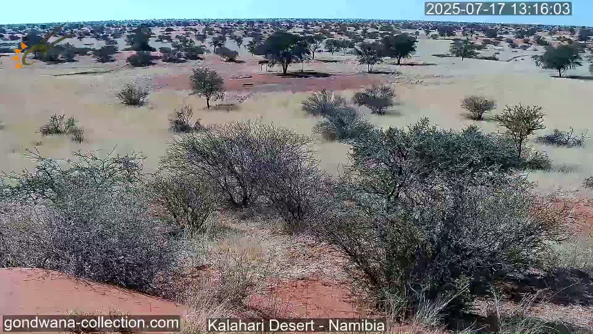 Natural Life in the Kalahari Desert (Gondwana Kalahari Park)  Live Cam - Mariental, Hardap, Namibia