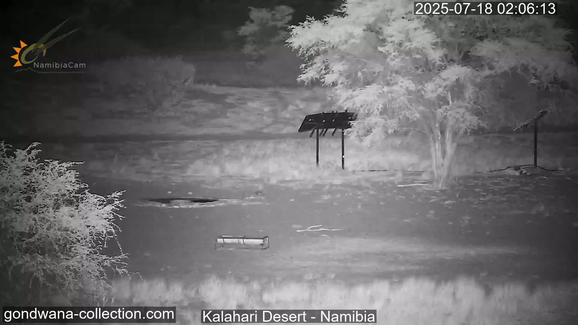 Natural Life in the Kalahari Desert (Gondwana Kalahari Park)  Live Cam - Mariental, Hardap, Namibia