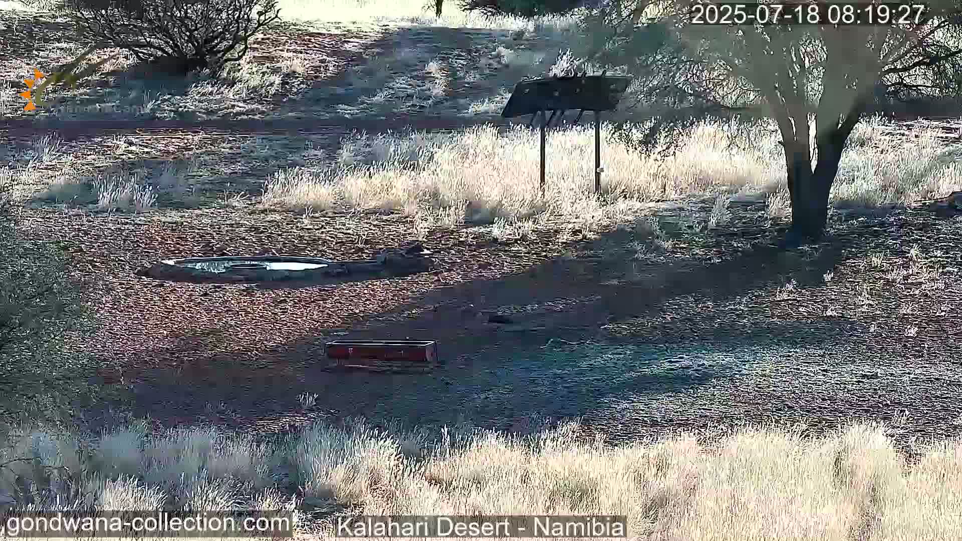 Natural Life in the Kalahari Desert (Gondwana Kalahari Park)  Live Cam - Mariental, Hardap, Namibia