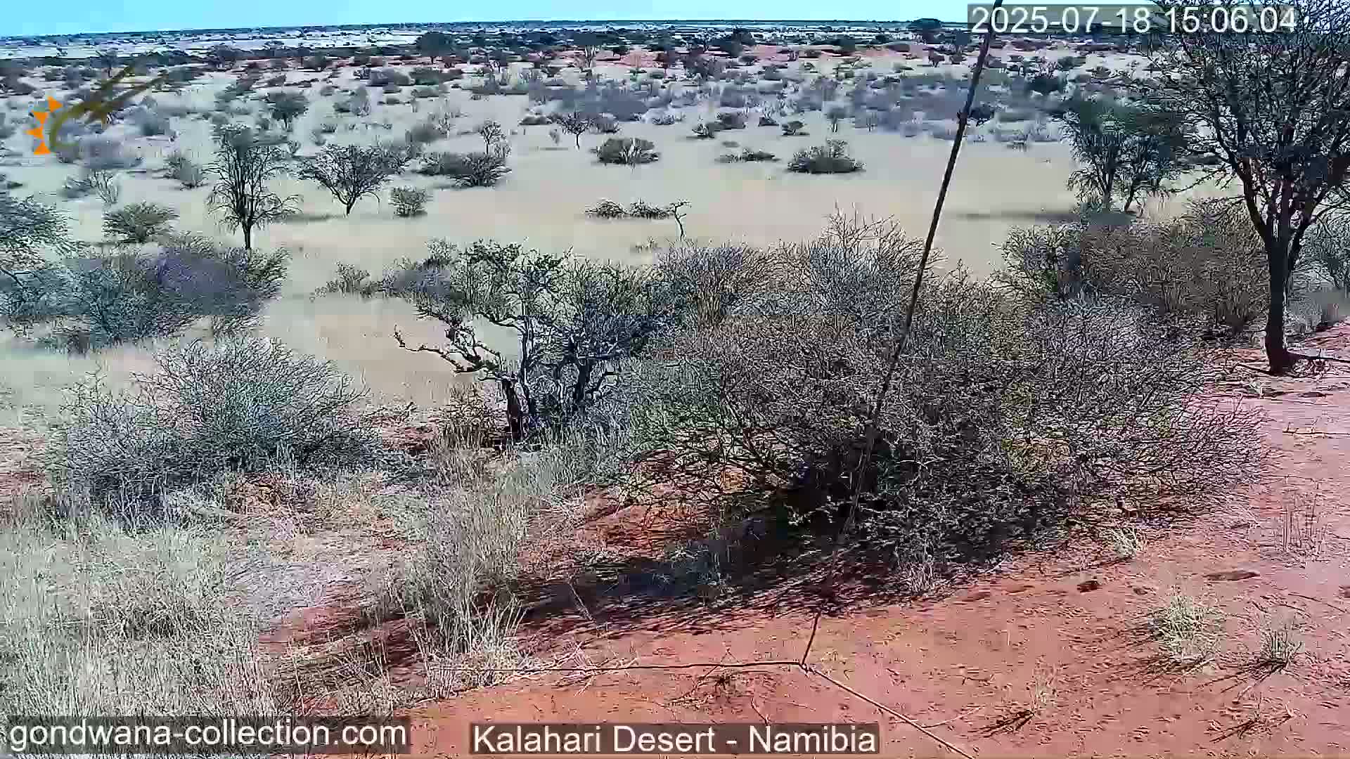 Natural Life in the Kalahari Desert (Gondwana Kalahari Park)  Live Cam - Mariental, Hardap, Namibia