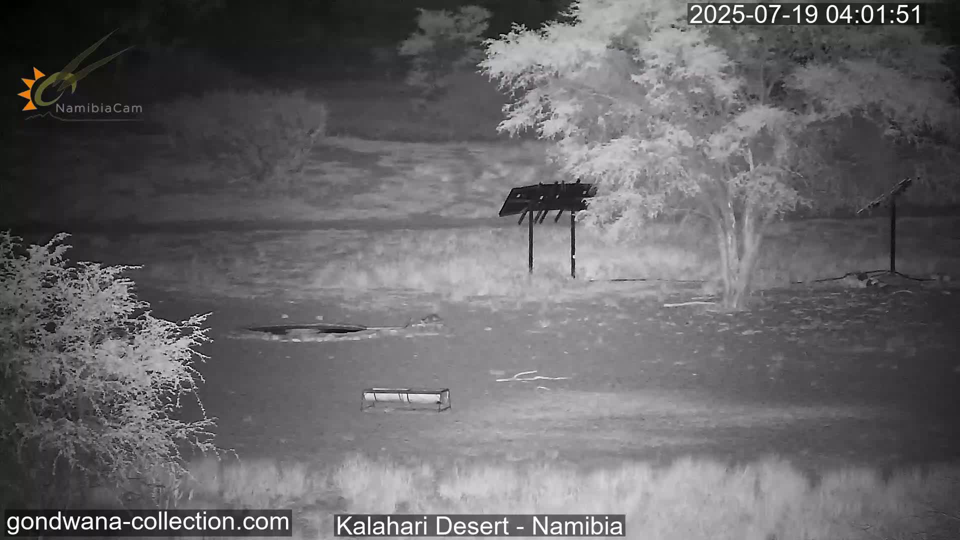 Natural Life in the Kalahari Desert (Gondwana Kalahari Park)  Live Cam - Mariental, Hardap, Namibia
