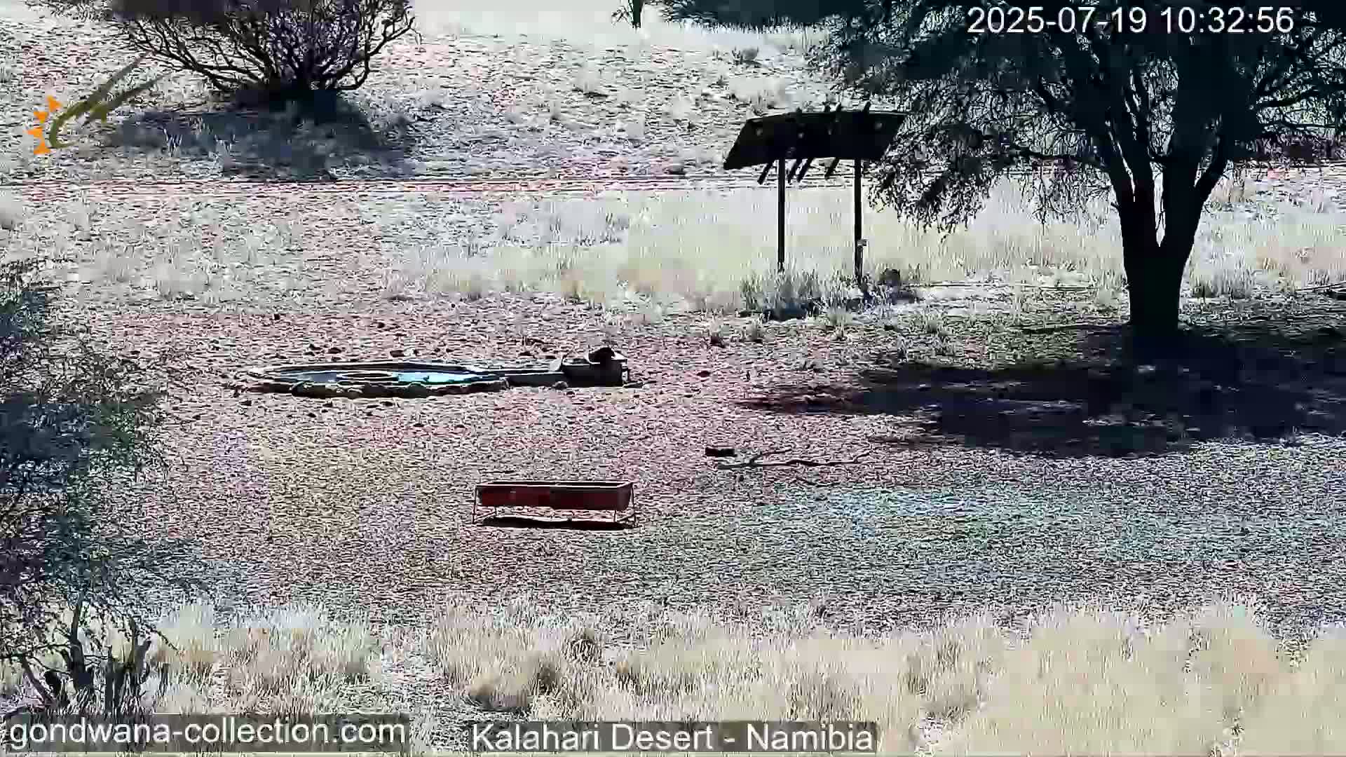 Natural Life in the Kalahari Desert (Gondwana Kalahari Park)  Live Cam - Mariental, Hardap, Namibia