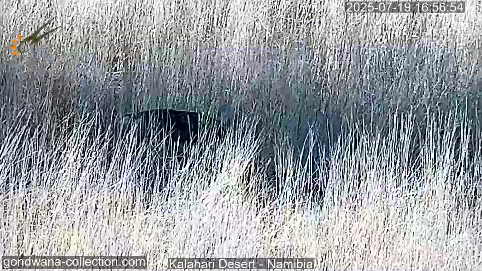 Natural Life in the Kalahari Desert (Gondwana Kalahari Park)  Live Cam - Mariental, Hardap, Namibia