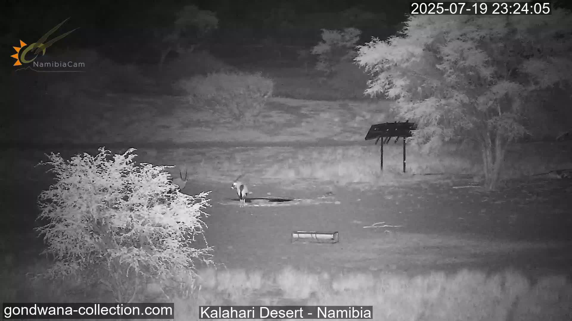 Natural Life in the Kalahari Desert (Gondwana Kalahari Park)  Live Cam - Mariental, Hardap, Namibia