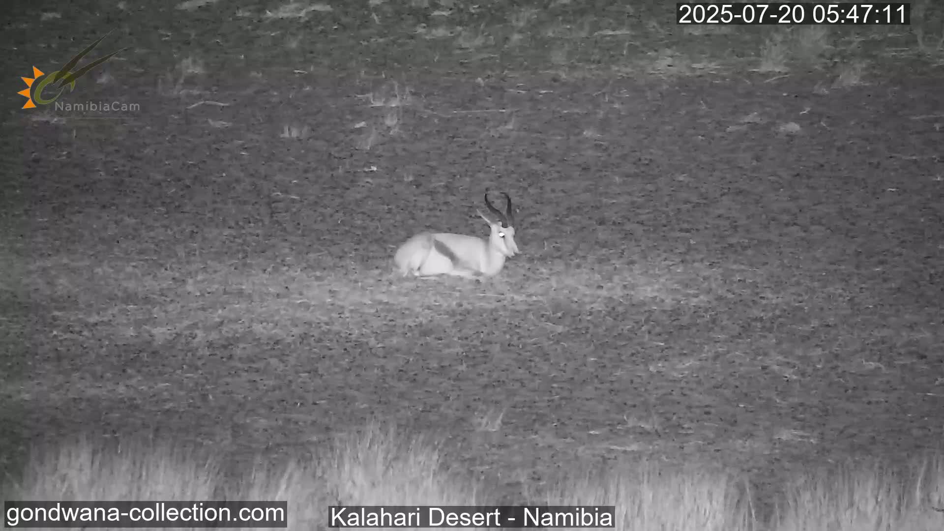Natural Life in the Kalahari Desert (Gondwana Kalahari Park)  Live Cam - Mariental, Hardap, Namibia