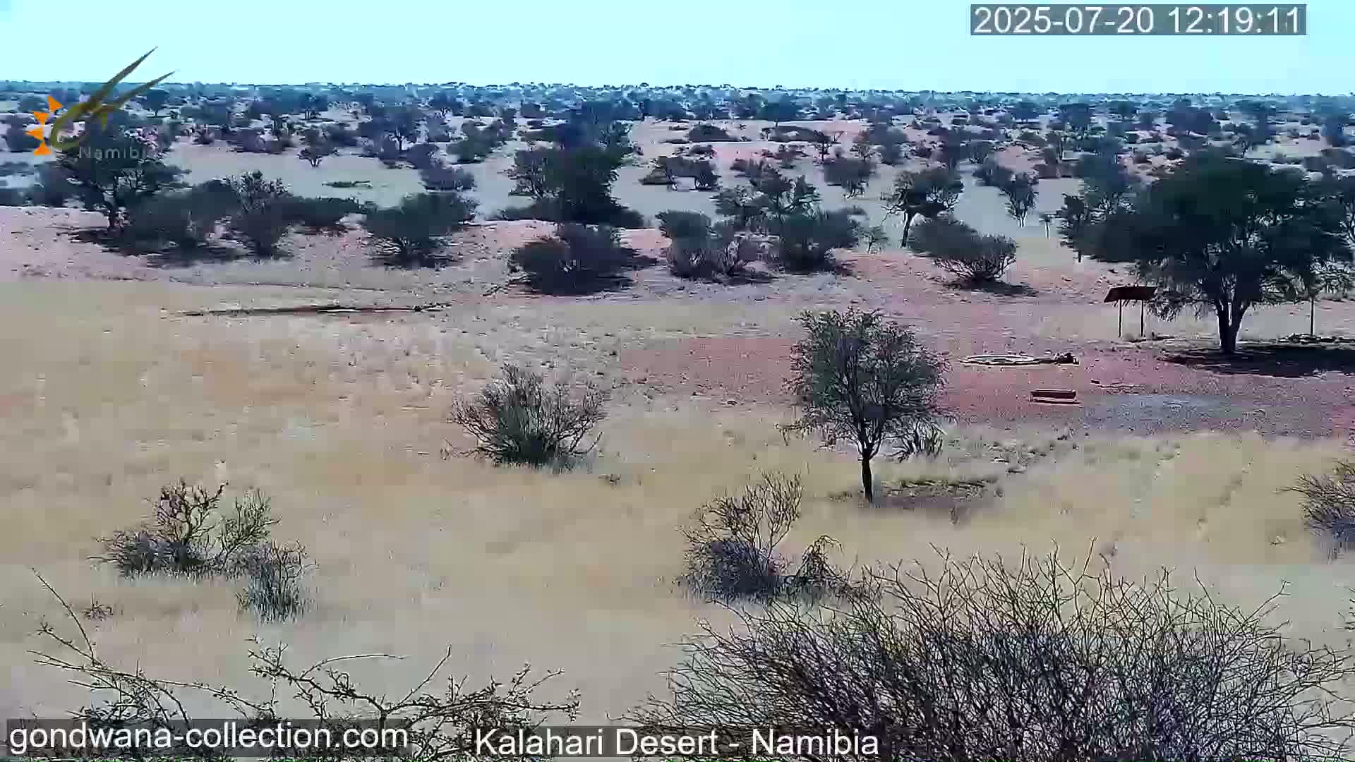 Natural Life in the Kalahari Desert (Gondwana Kalahari Park)  Live Cam - Mariental, Hardap, Namibia