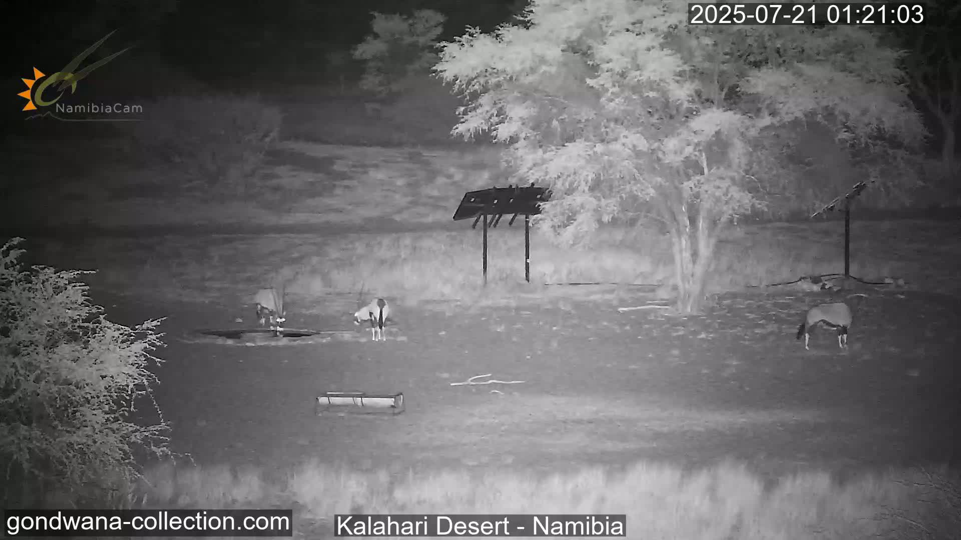 Natural Life in the Kalahari Desert (Gondwana Kalahari Park)  Live Cam - Mariental, Hardap, Namibia