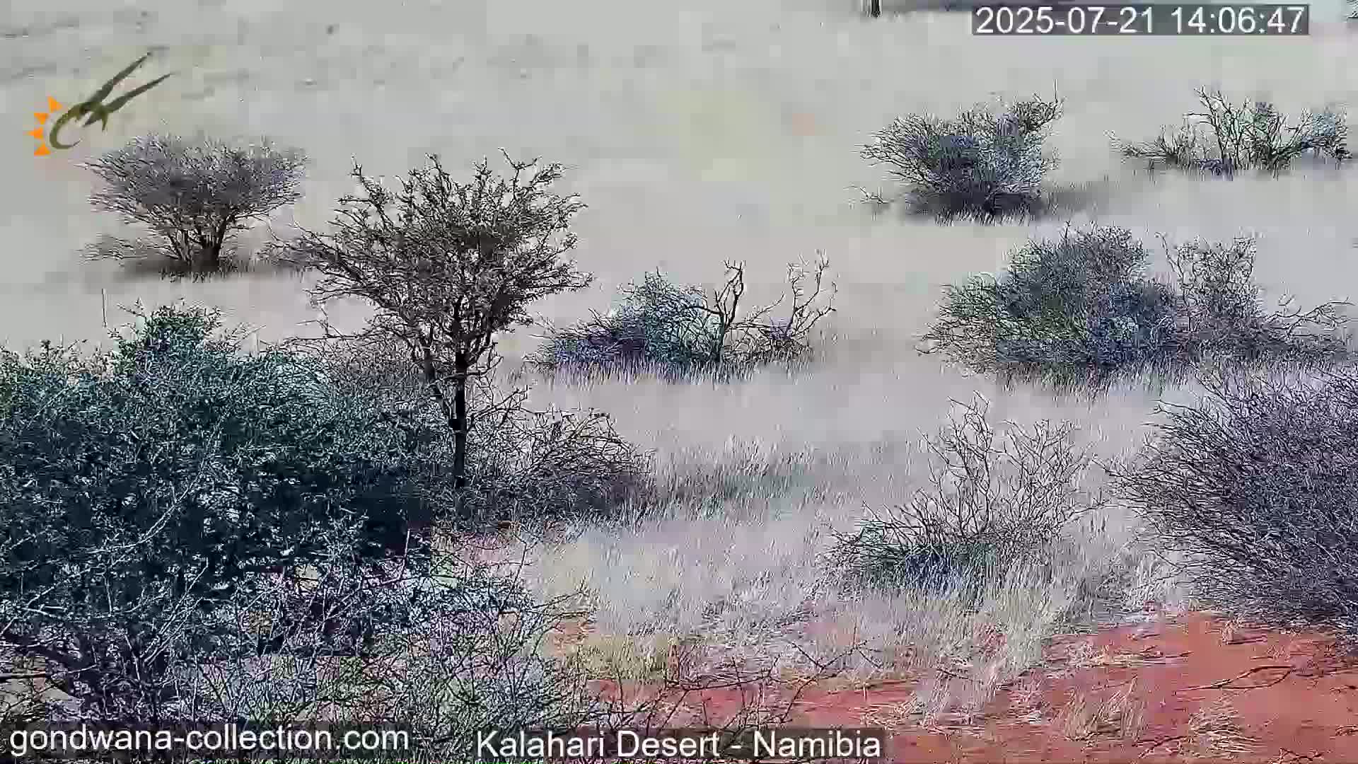 Natural Life in the Kalahari Desert (Gondwana Kalahari Park)  Live Cam - Mariental, Hardap, Namibia