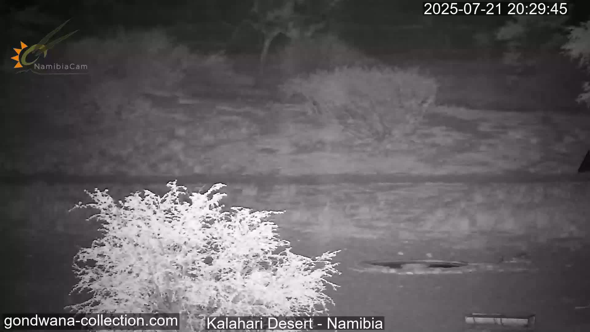 Natural Life in the Kalahari Desert (Gondwana Kalahari Park)  Live Cam - Mariental, Hardap, Namibia