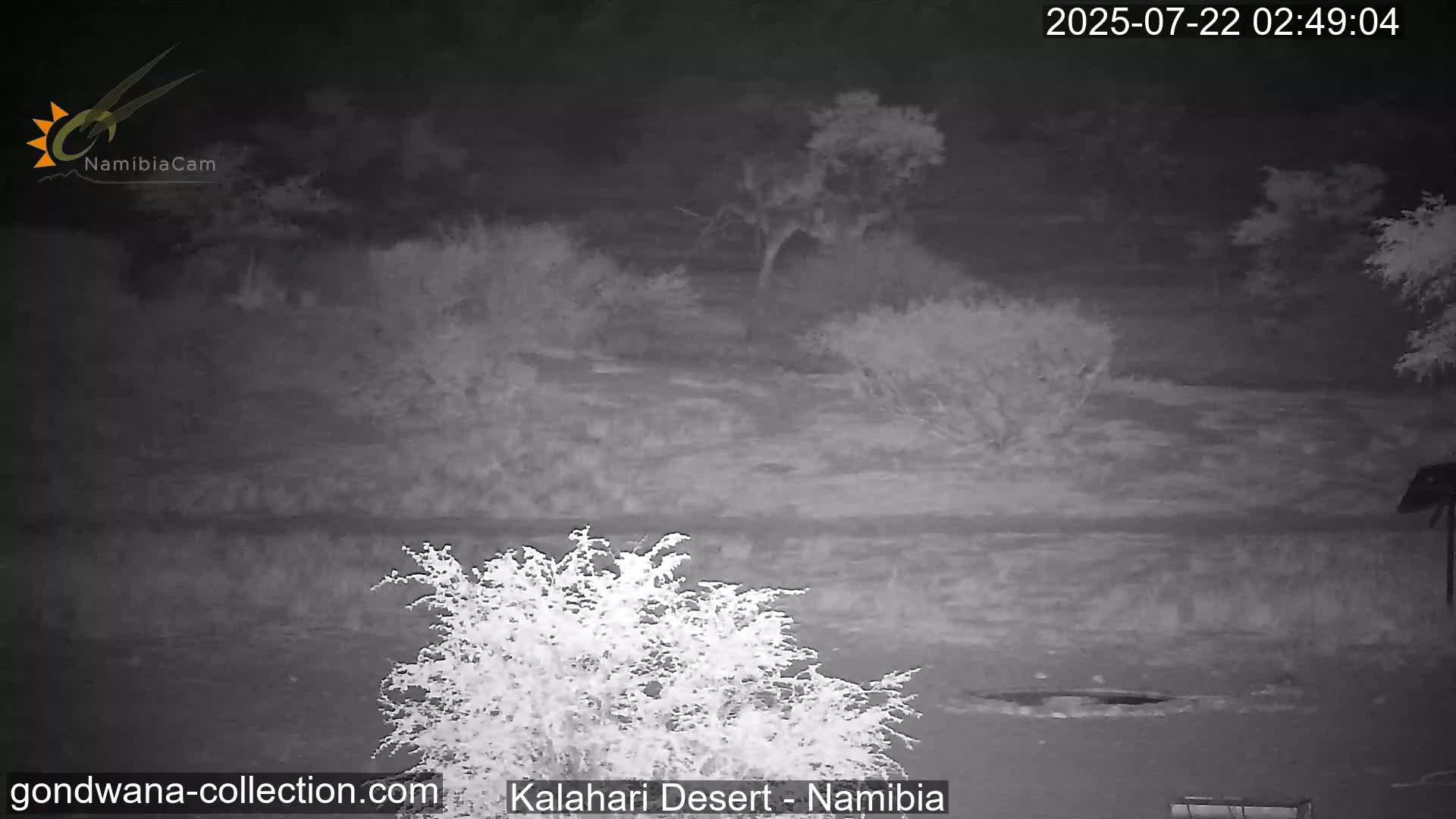 Natural Life in the Kalahari Desert (Gondwana Kalahari Park)  Live Cam - Mariental, Hardap, Namibia
