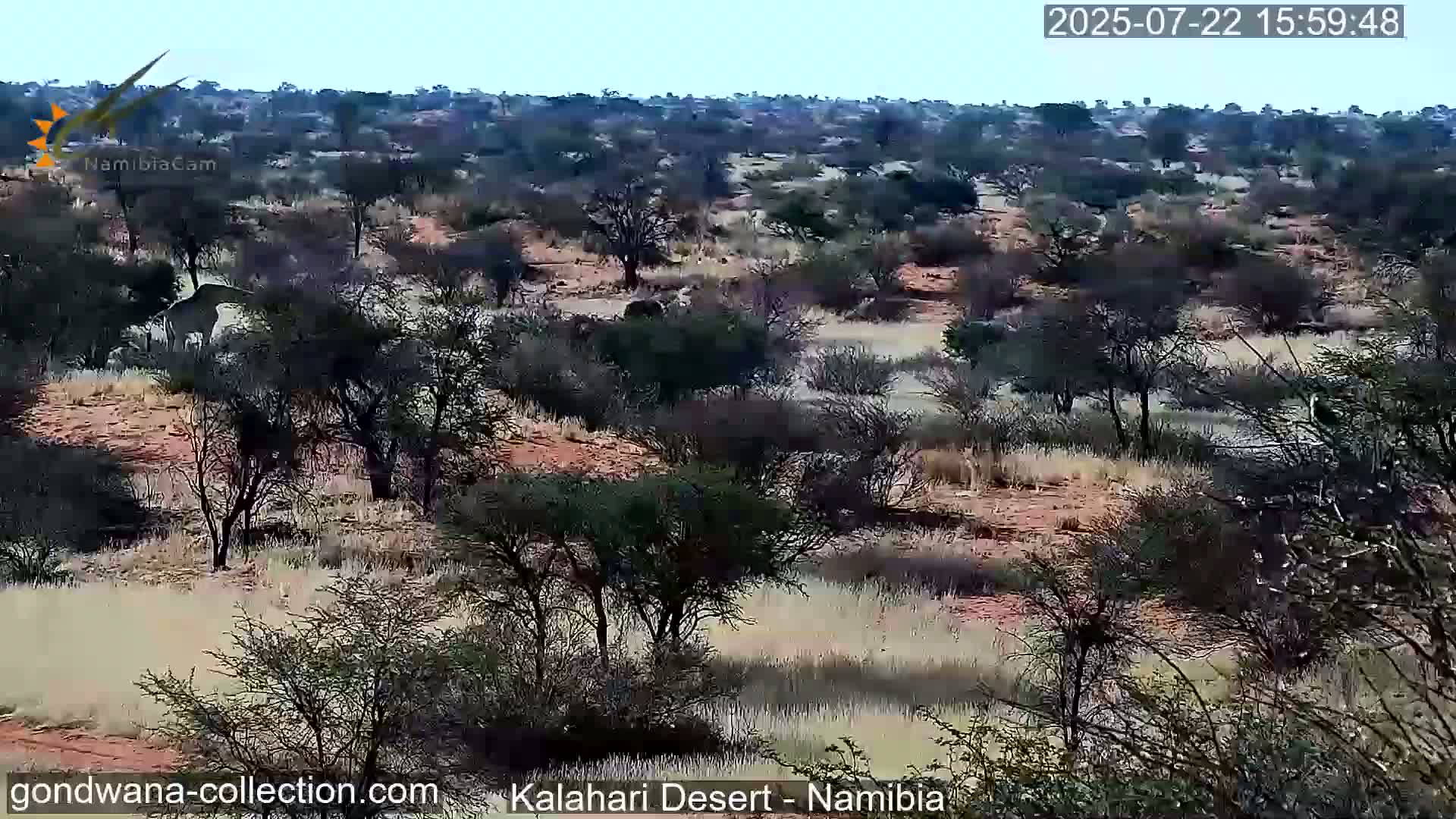 Natural Life in the Kalahari Desert (Gondwana Kalahari Park)  Live Cam - Mariental, Hardap, Namibia