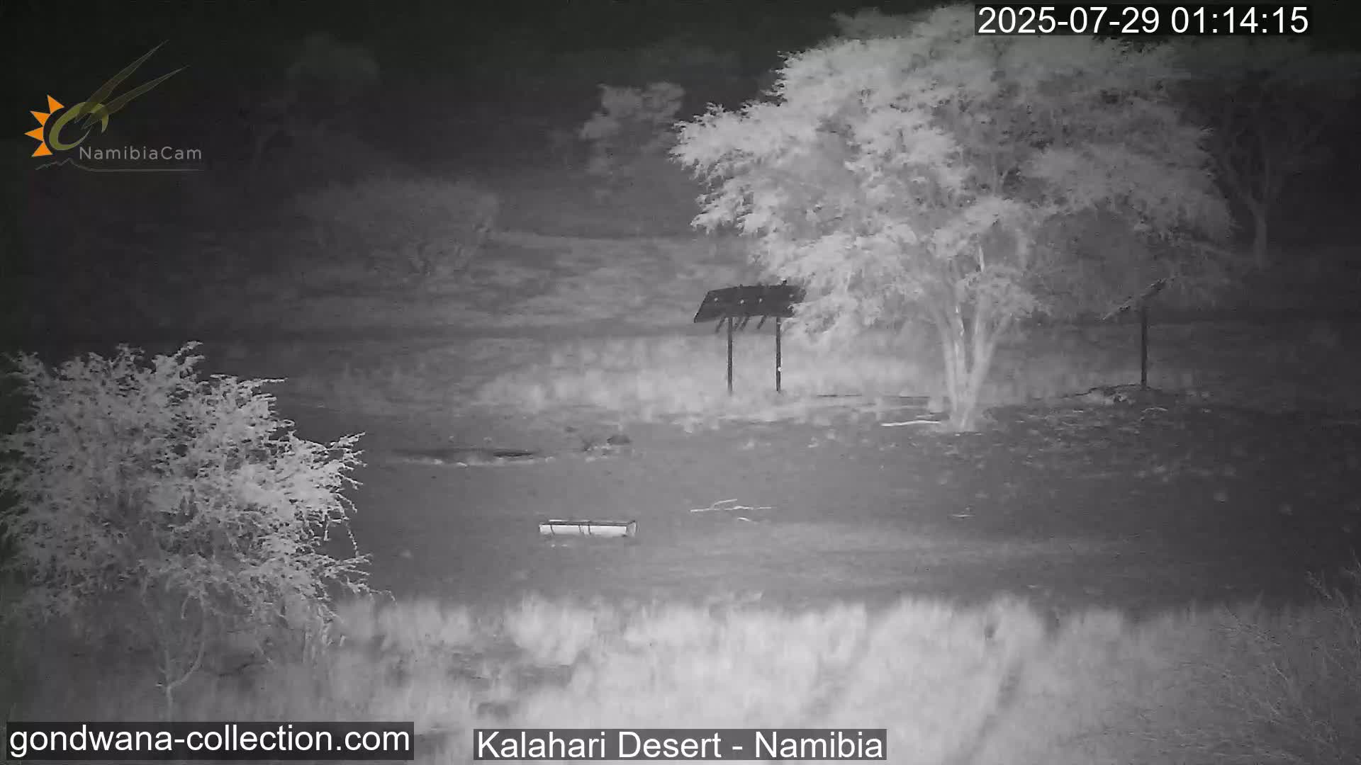 Natural Life in the Kalahari Desert (Gondwana Kalahari Park)  Live Cam - Mariental, Hardap, Namibia