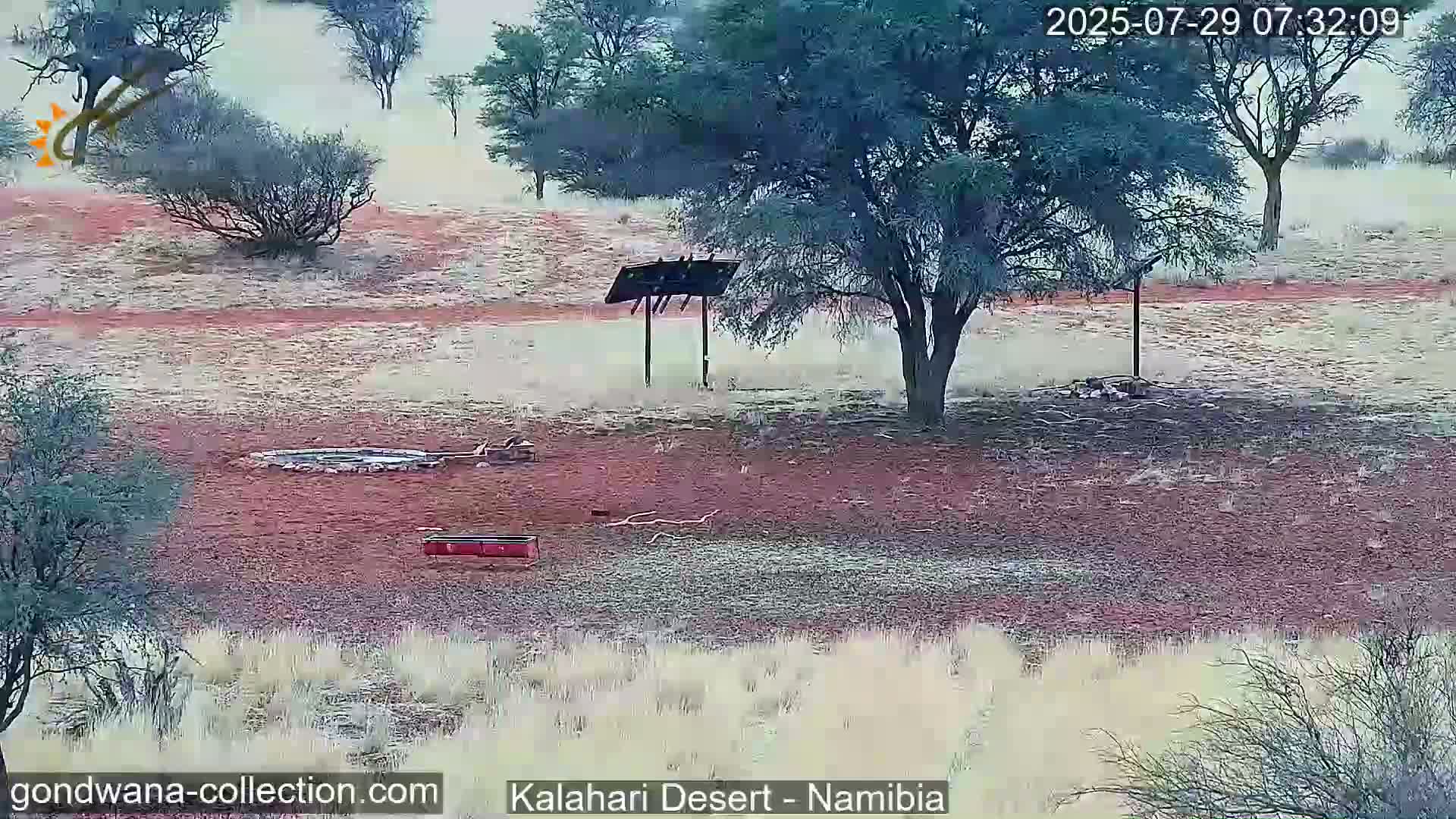 Natural Life in the Kalahari Desert (Gondwana Kalahari Park)  Live Cam - Mariental, Hardap, Namibia