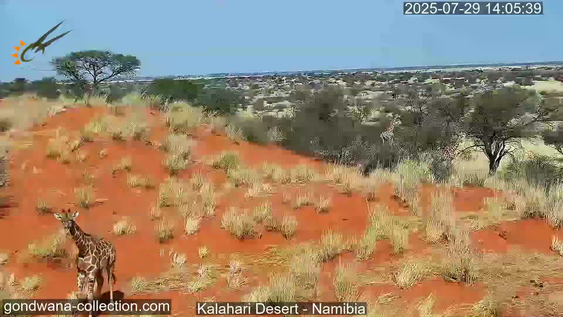 Natural Life in the Kalahari Desert (Gondwana Kalahari Park)  Live Cam - Mariental, Hardap, Namibia