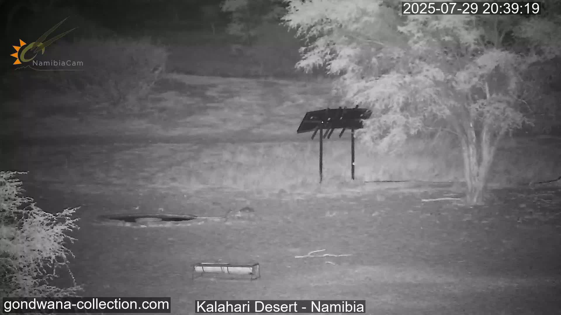 Natural Life in the Kalahari Desert (Gondwana Kalahari Park)  Live Cam - Mariental, Hardap, Namibia