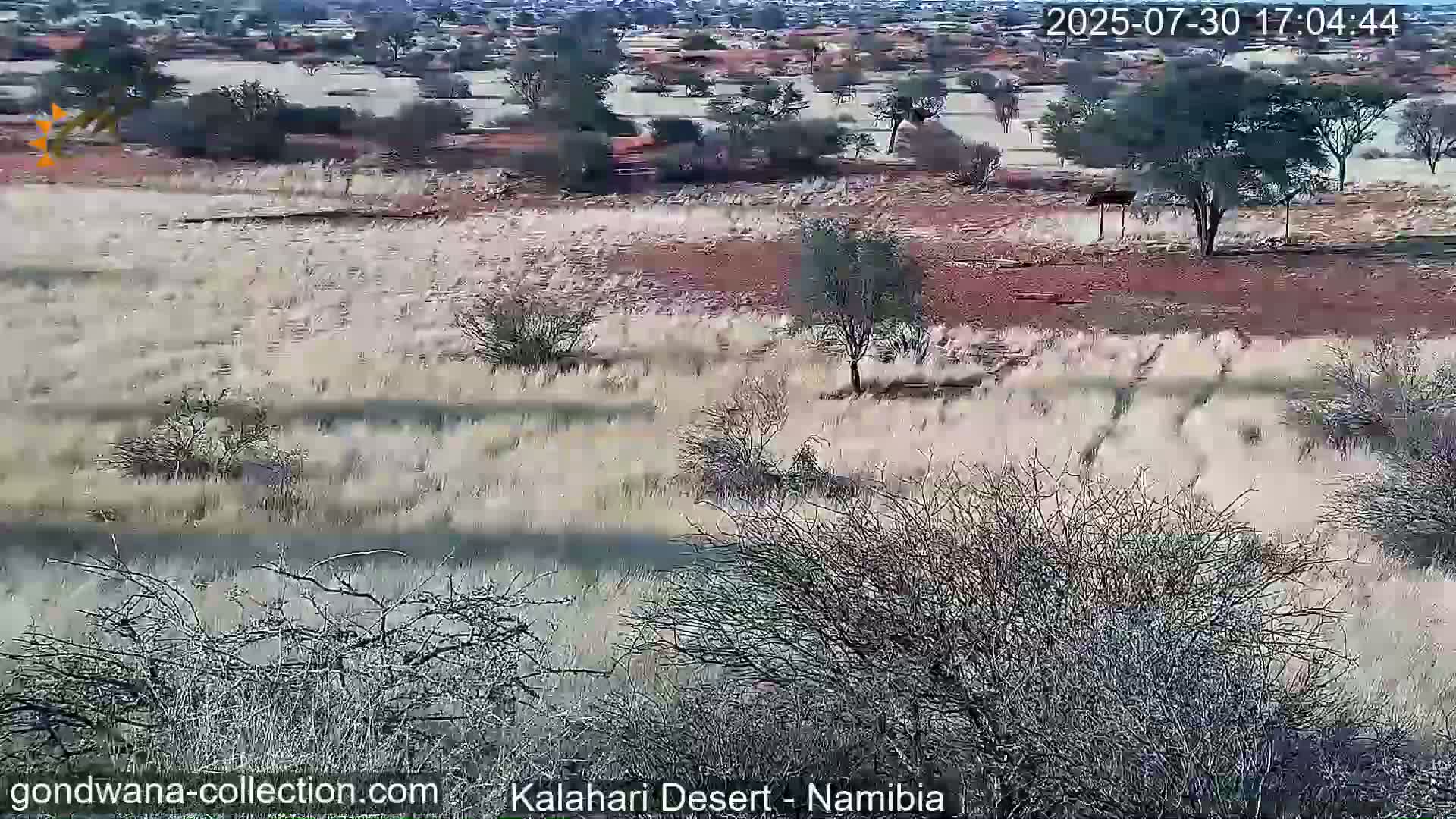 Natural Life in the Kalahari Desert (Gondwana Kalahari Park)  Live Cam - Mariental, Hardap, Namibia