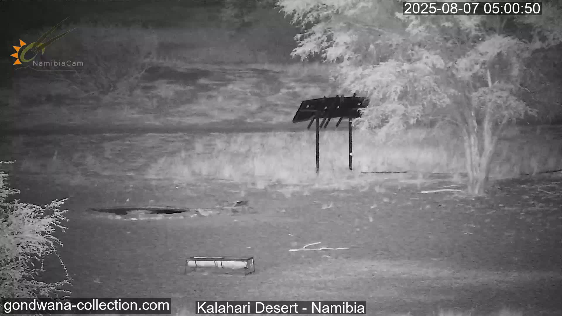 Natural Life in the Kalahari Desert (Gondwana Kalahari Park)  Live Cam - Mariental, Hardap, Namibia