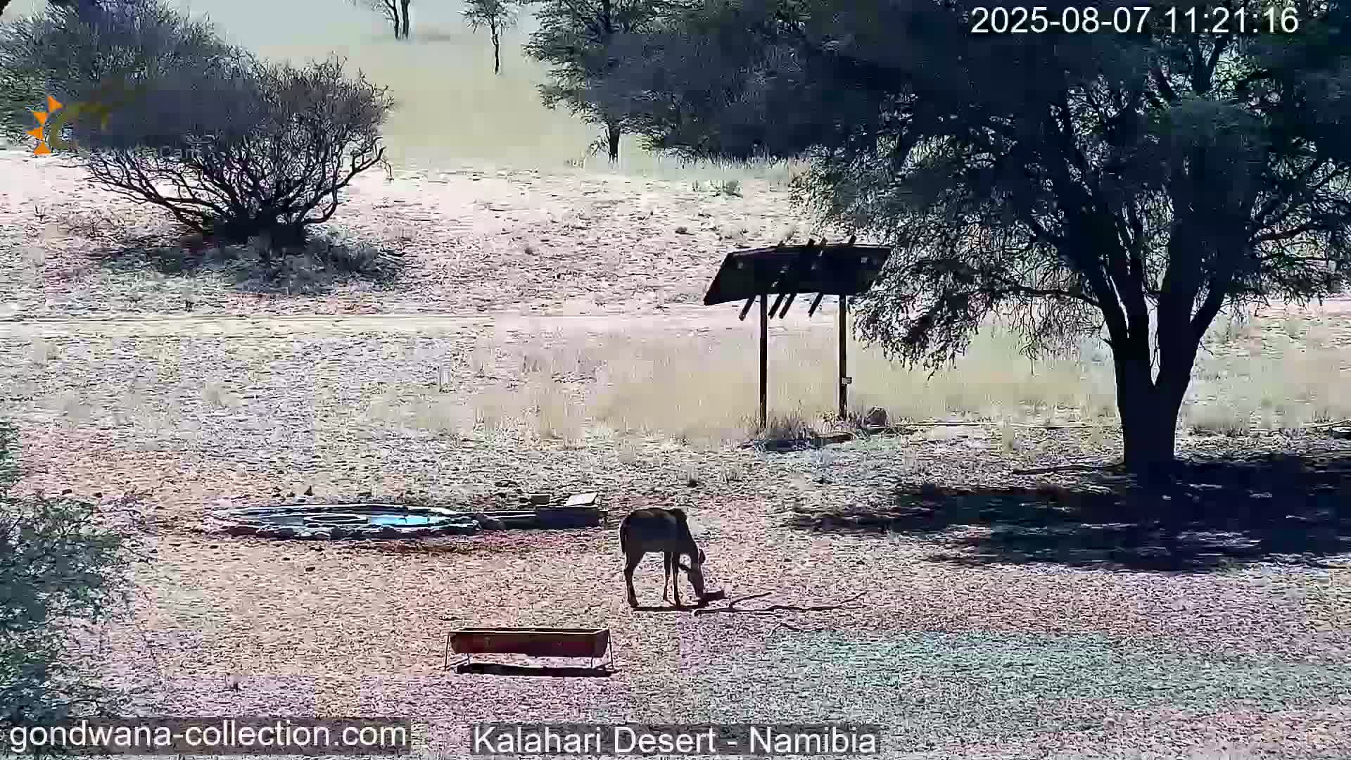 Natural Life in the Kalahari Desert (Gondwana Kalahari Park)  Live Cam - Mariental, Hardap, Namibia