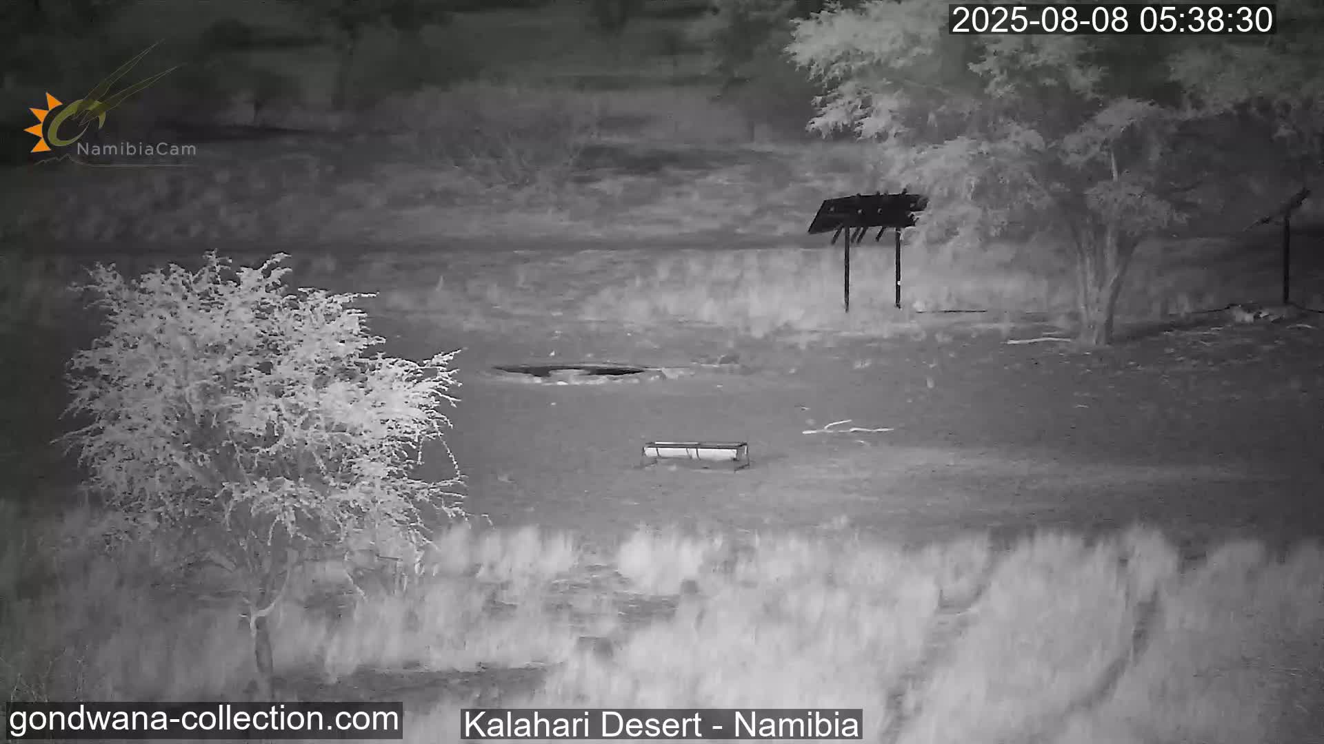 Natural Life in the Kalahari Desert (Gondwana Kalahari Park)  Live Cam - Mariental, Hardap, Namibia