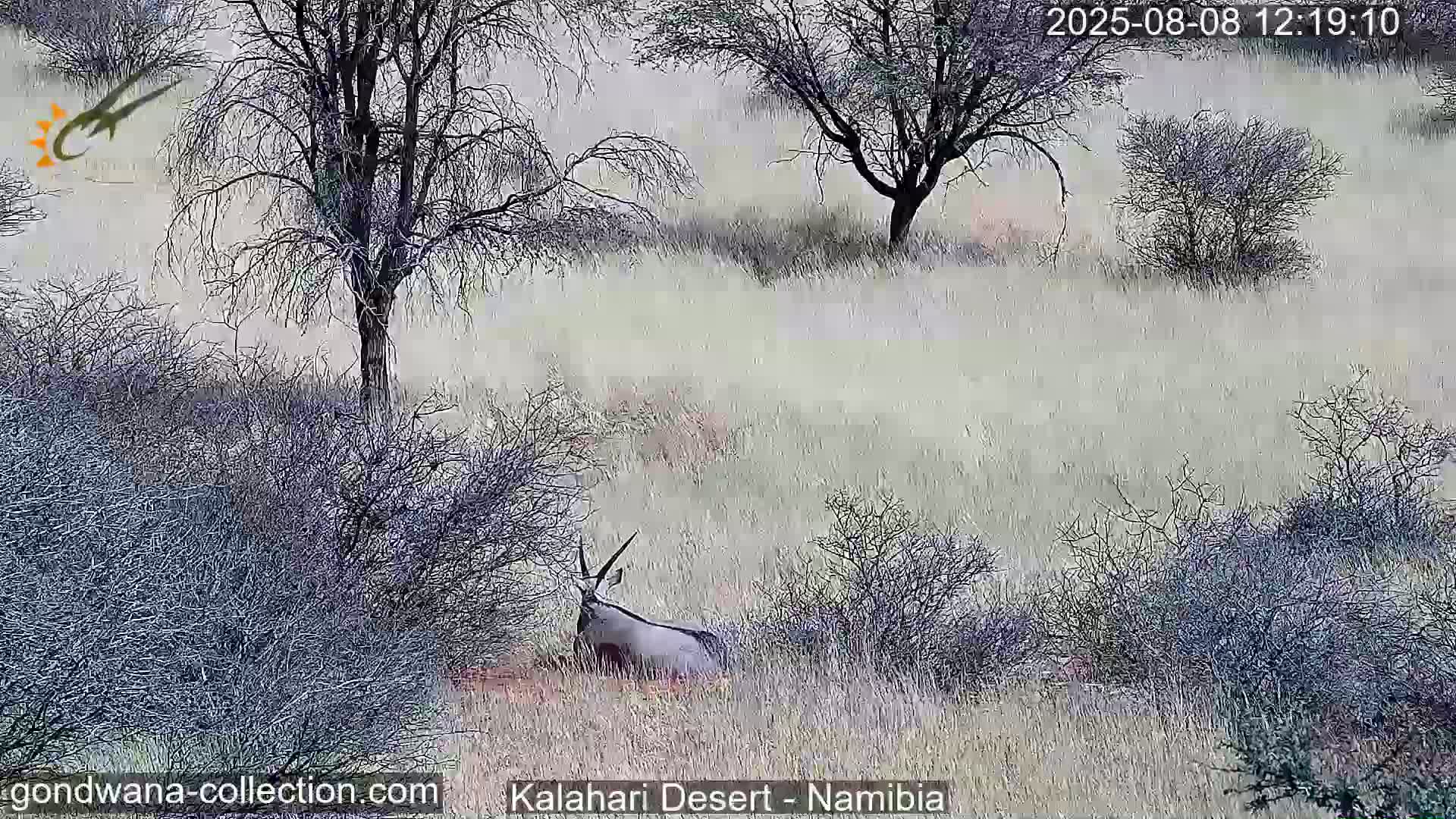 Natural Life in the Kalahari Desert (Gondwana Kalahari Park)  Live Cam - Mariental, Hardap, Namibia