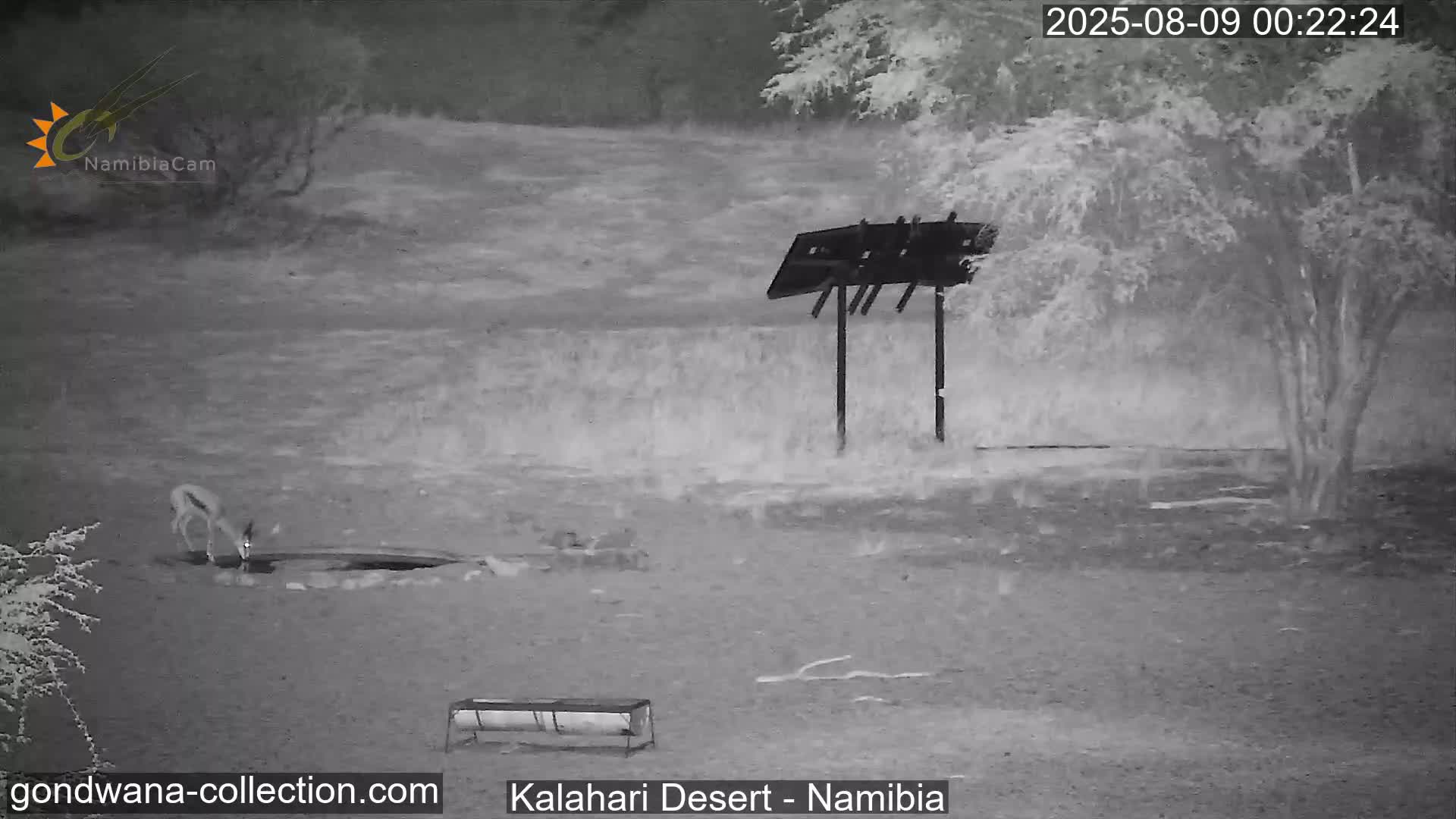 Natural Life in the Kalahari Desert (Gondwana Kalahari Park)  Live Cam - Mariental, Hardap, Namibia