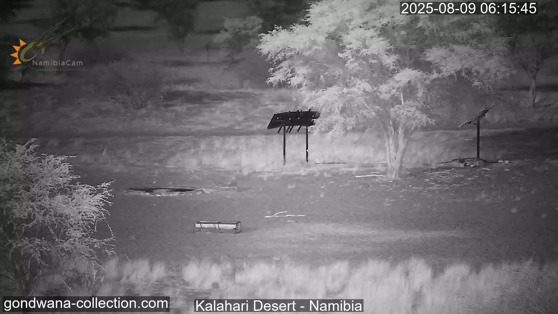 Natural Life in the Kalahari Desert (Gondwana Kalahari Park)  Live Cam - Mariental, Hardap, Namibia
