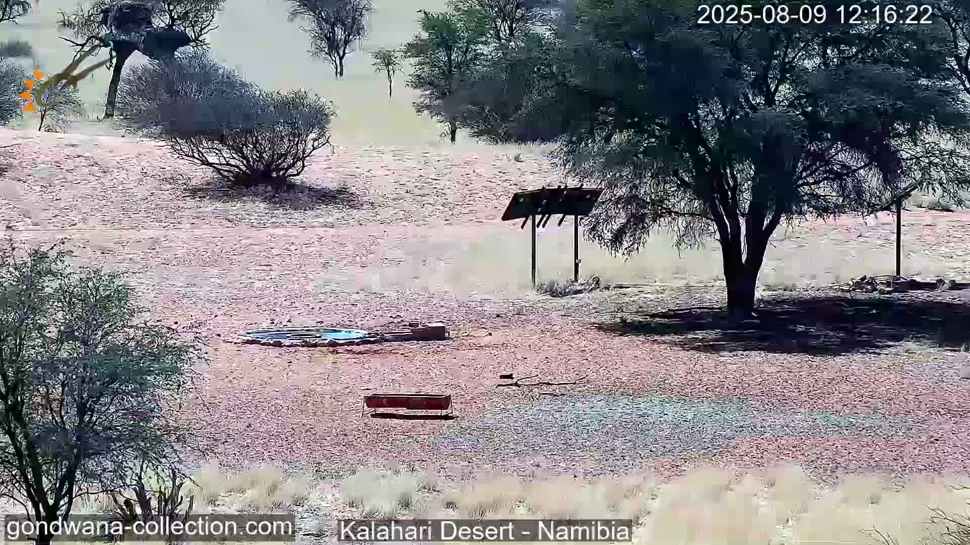 Natural Life in the Kalahari Desert (Gondwana Kalahari Park)  Live Cam - Mariental, Hardap, Namibia