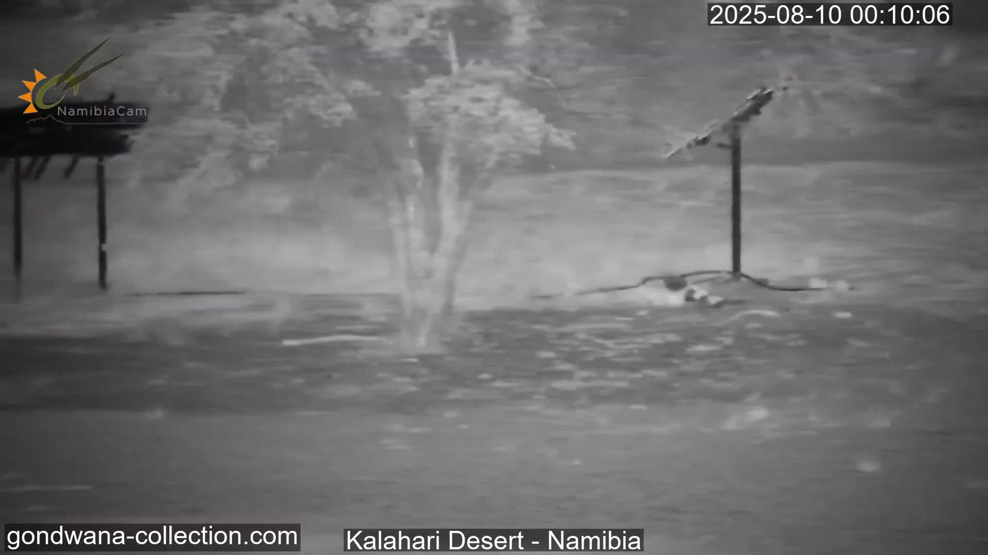 Natural Life in the Kalahari Desert (Gondwana Kalahari Park)  Live Cam - Mariental, Hardap, Namibia