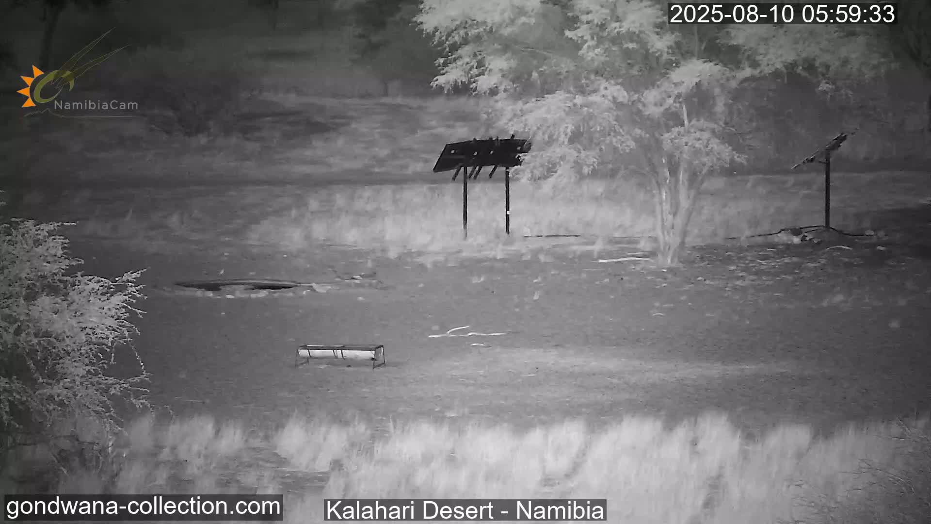 Natural Life in the Kalahari Desert (Gondwana Kalahari Park)  Live Cam - Mariental, Hardap, Namibia